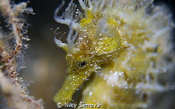 Sea horse, LOVE IT! by Niky Šímová 